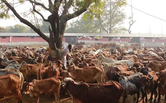 Radha Nandini Gaushala